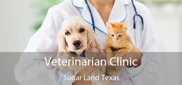 Veterinarian Clinic Sugar Land Texas