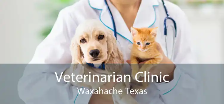 Veterinarian Clinic Waxahache Texas