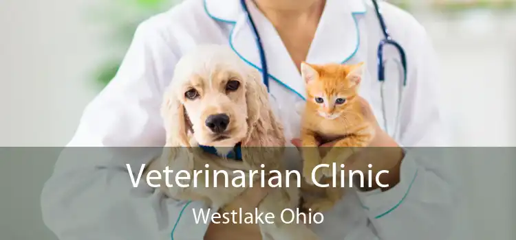 Veterinarian Clinic Westlake Ohio