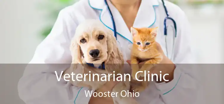 Veterinarian Clinic Wooster Ohio