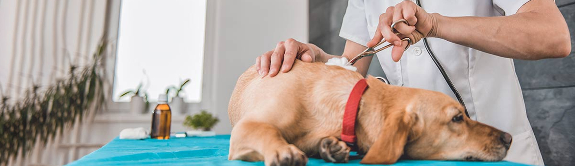 Emergency Vet Corpus Christi 24 Hour Emergency Vet Near Me