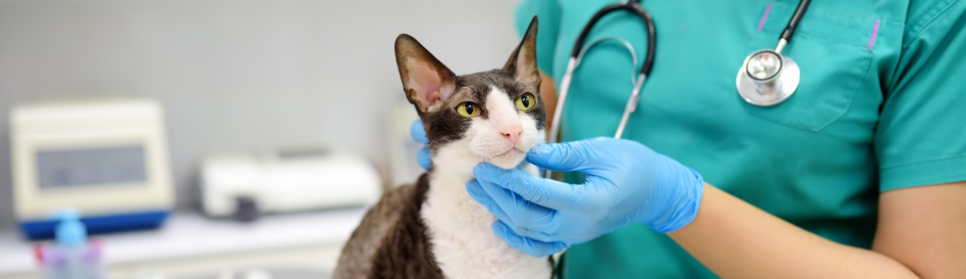 Emergency Vet Boardman 24 Hour Emergency Vet Near Me