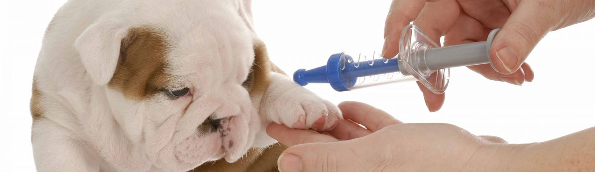 Dog Vaccinations Low Cost Dog Vaccinations Near Me Dog vaccinations low cost dog vaccinations near me