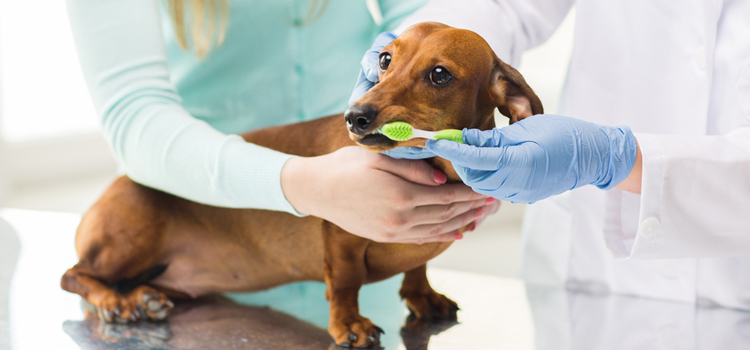 animal hospital nutritional advisory in University Heights