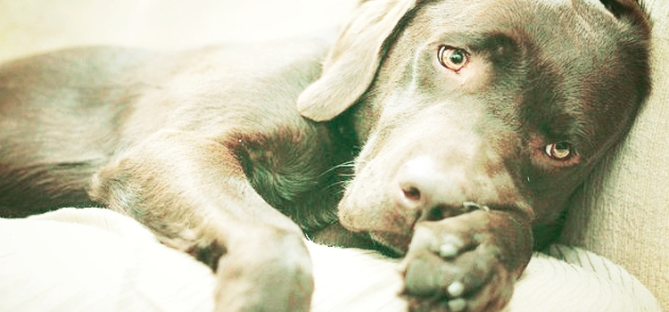 animal hospital nutritional counseling in Dundee