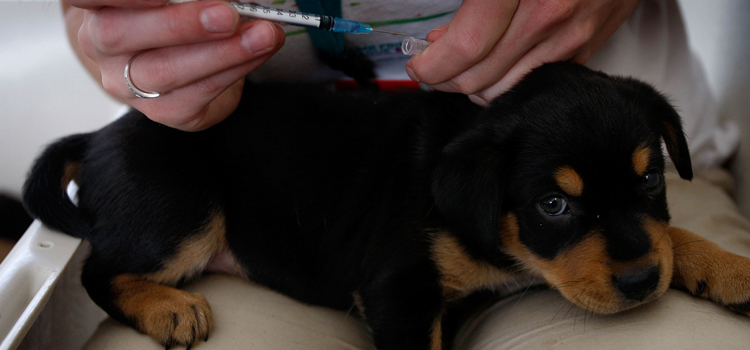 animal hospital nutritional advisory in Decatur