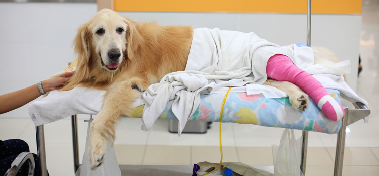 Loretto online animal clinic